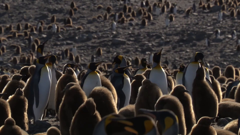 ช่อง bbc earth