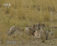 cctv-9 纪录