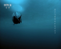 cctv-9 纪录