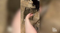 the pet collective international