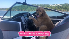 the pet collective international