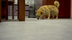 一分钟学道菜