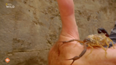 nat geo wild