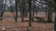 nat geo wild