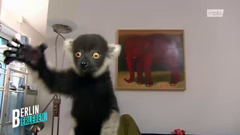 rbb fernsehen