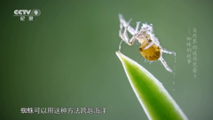 cctv-9 纪录