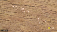 national geographic wild east