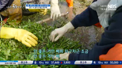 nbs korea agricultural broadcasting