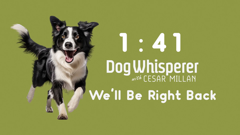 dog whisperer with cesar millan