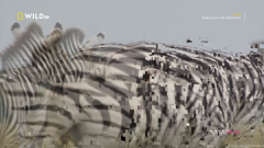 national geographic wild