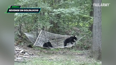 failarmy international