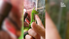 the pet collective international