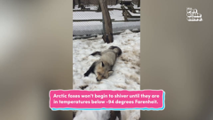 the pet collective international