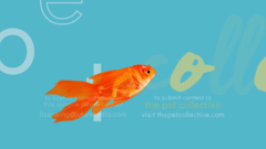 the pet collective international