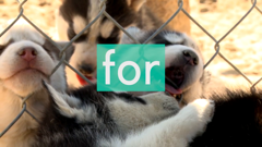 the pet collective international