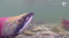 hope channel north america (1080p)