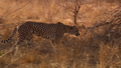 ช่อง bbc earth