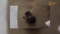 ช่อง pet club