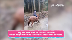 the pet collective international