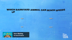 the pet collective international