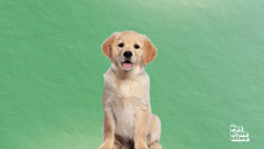 the pet collective international