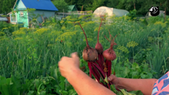 дом кино премиум