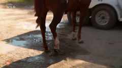 national geographic wild