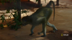 national geographic wild east