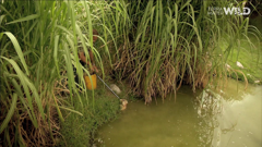 terra mater wild english