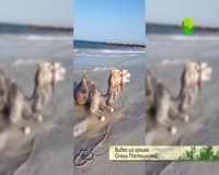 живая планета