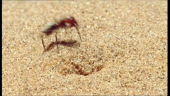 ช่อง bbc earth