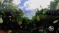 мир белогорья