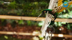 hype visual radio (1080p)