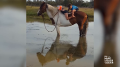 the pet collective international