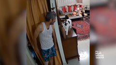 the pet collective international