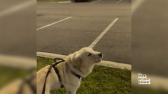 the pet collective international