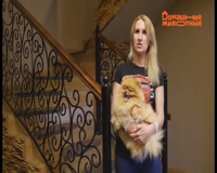 домашние животные