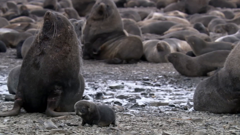 ช่อง bbc earth