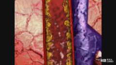 dr. g medical examiner