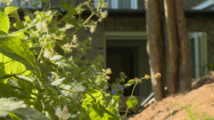 gardening with monty don