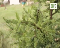 загородная жизнь