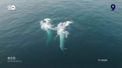 canal 9 bío bío televisión