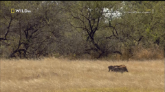 national geographic wild