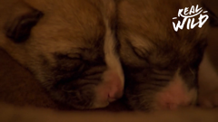 real wild