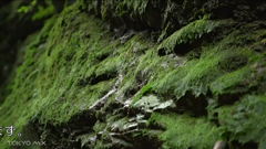 tokyo mx チャンネル