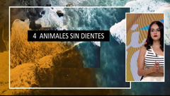 tv mar puerto vallarta