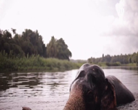 феникс plus кино