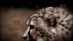 the jack hanna channel