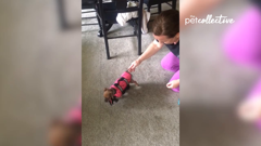 the pet collective international