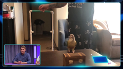 the pet collective international